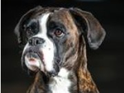Kongsvinger 24.10.2015 - Norwegian Open - Trysil Hundeklubb - Agility 2