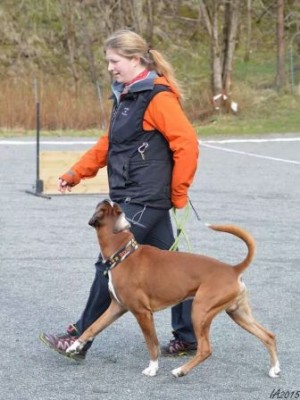 Birkeboxer Dexter 280315