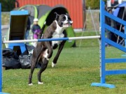 Arendal 19.09.2015 - Arendal og omegn hundeklubb - Agility Hopp 2