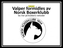 Valpeformidling logo