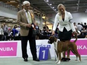 Lillestrøm 05.09.2015 - NKK European Dogshow 2015 - BIR - Europeisk Vinner 2015