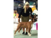 Hamar 18.10.2015 - Norsk Kennel Klub Norsk Vinnerutstilling - BIM - Norsk Vinner 2015