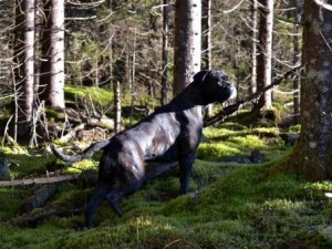 Handler's Pralin 1911 og 0511 2015 Original