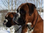 BOXERHUSET