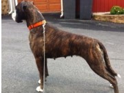 Fetsund 13.04.2016 - Fet og omegn Hundeklubb - RIK ferdselsprøve