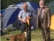 Vejen, Danmark 12.06.2016 - Dansk Kennel klubb - BIR Cruft kvalifisert