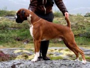Lillehammer 13.08.2016 - Norsk Kennel Klub - CACIB, BIM, Norsk Utstillingschampion