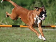 Follo 14.06.2016 - Follo Brukshundklubb - Bestått Bronsemerkeprøve i Agility