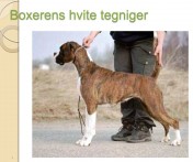 Boxerens hvite tegninger