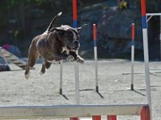 Kløfta 06.11.2016 - Stovner Hundklubb - Agility klasse 2