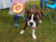 Lillehammer 13.08.2016 - Norsk Kennel Klub Lillehammer - BIR Valp