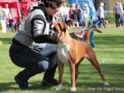 Gran 22.10.2016 - Hadeland Hundeklubb - Rallylydighet klasse 1