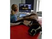 Informasjon fra leder i Norsk Forening for Veterinær Kardiologi