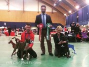 Letohallen 29.12.2016 - Norsk Dobermann Klub - BIR Valp