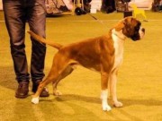 Solbergelva, Drammen Hundepark 12.02.2017 - Norsk Boxerklubb - 3.BHK Fullcertet derfor ikke cert