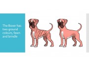 Colour genetics of the Boxer