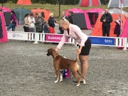 Lillehammer 20.08.2017 - Norsk Kennel Klub - CACIB BIM