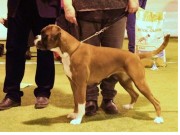 Solbergelva, Drammen Hundepark 11.02.2017 - Norsk Boxerklubb Oslo og Akershus - BIR