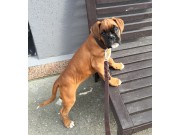 Oversikt over boxerkull i Norge