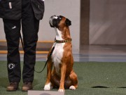 Porsgrunn 24.02.2018 - Boxerknock Dressed To Kill - Rallylydighet klasse 1