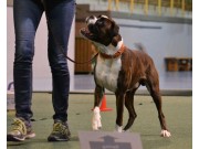 Drammen 18.03.2018 - Nilas av Boxerhuset - Rallylydighet klasse 1