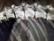 Hva vet vi om spondylose hos boxer i dag?
