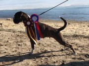 Varhaug 24.03.2018 - Birkeboxer Nera - CERT BIR