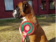 Dal 28.04.2018 - Birkeboxer Othello - BIR Norsk Utstillingschampion