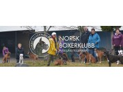 Velkommen til Norsk Boxerklubb avd. Telemark spesialutstilling lørdag 28. august 2021