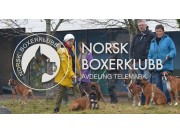 Velkommen til spesialutstilling i Porsgrunn - NBK Telemark - Lørdag 24. august 2024 