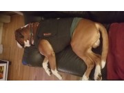 Hjertemuskelsykdom hos boxer