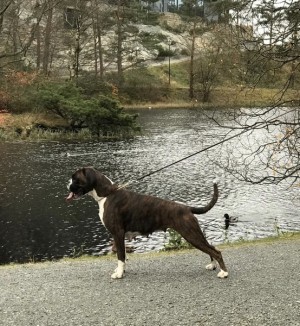 Birkeboxer Nero 2018