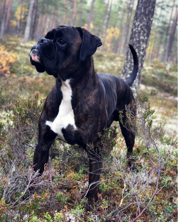 William De Los Morritos