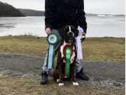 Kristiansand 16.03.2019 - Birkeboxer Quince - CERT 1.BHK CACIB Norsk Utstillingschampion