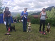 Bø i Telemark 25.05.2019 - Boxerknock Dressed To Kill - Rallylydighet kl 2 - 1.premie 182 poeng