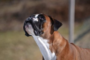 Boxerknock Dressed To Kill hode til siden
