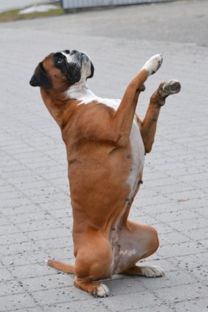Boxerknock Dressed To Kill - Bamse