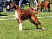 Luigi, Estland 15.06.2019 - Napmary's Incredible Dream - BIR 2.BIG - Estlandsk Champion - Baltisk Champion