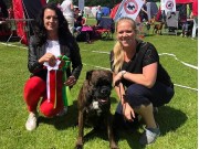 Vejen, Danmark 22.06.2019 - Portofino Nostrum - 2.BTK CERT Res.CACIB Dansk Champion Norsk Utstillingschampion