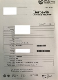 Eierbevis