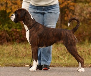 Sulez Fabulous At Handler's Årets boxer 2019-2