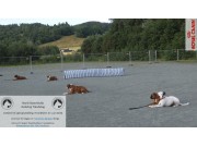 Da har vi den gledelige nyheten at NKK lar oss myke opp litt på reglene om antall deltakere på spesialutstillinger