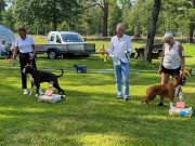 Norsk Boxerklubb Agder sin spesialutstilling 08.08.2020 - Presentasjon av vinnerne