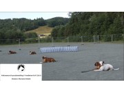 Velkommen til spesialutstilling i Trondheim 03.07.2021!