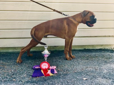 Birkeboxer Edgar