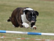 Stange 12.06.2021 - Boxerhaven`s Linnea - Agility hopp - Excellent - ny mellomtittel AGHI