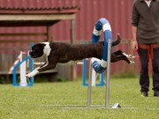 Brandbu stadion 28.08.2021 - Boxerhaven`s Linnea - Agility kl 1L - Very good