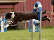 Kløfta 06.11.2021 Boxerhaven`s Linnea - Agility kl 1L - Excellent - Ny mellomtittel AGI