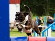 Brandbu stadion 28.08.2021 - Boxerhaven`s Linnea - Agility hopp kl 1L - Excellent