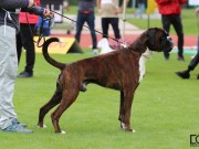 Leipzig, Tyskland 19.09.2021, 53 Jahressiegerausstellung 2021 -  Birkeboxer Quince - Excellent 2.BHK 